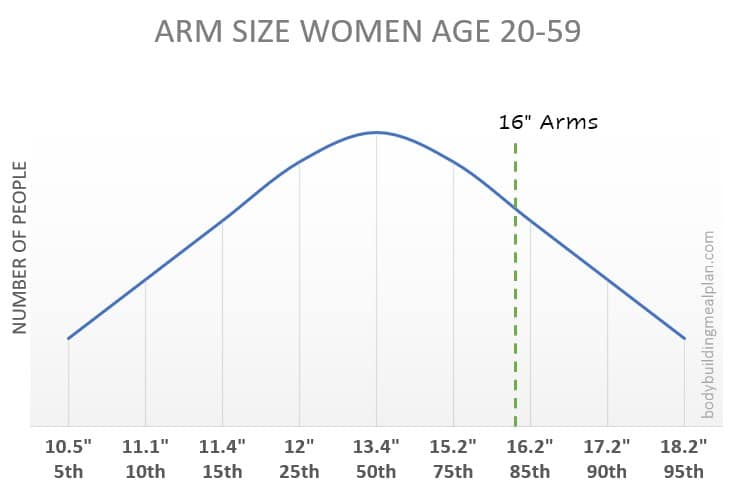 16 Inch Arms Percentiles Men
