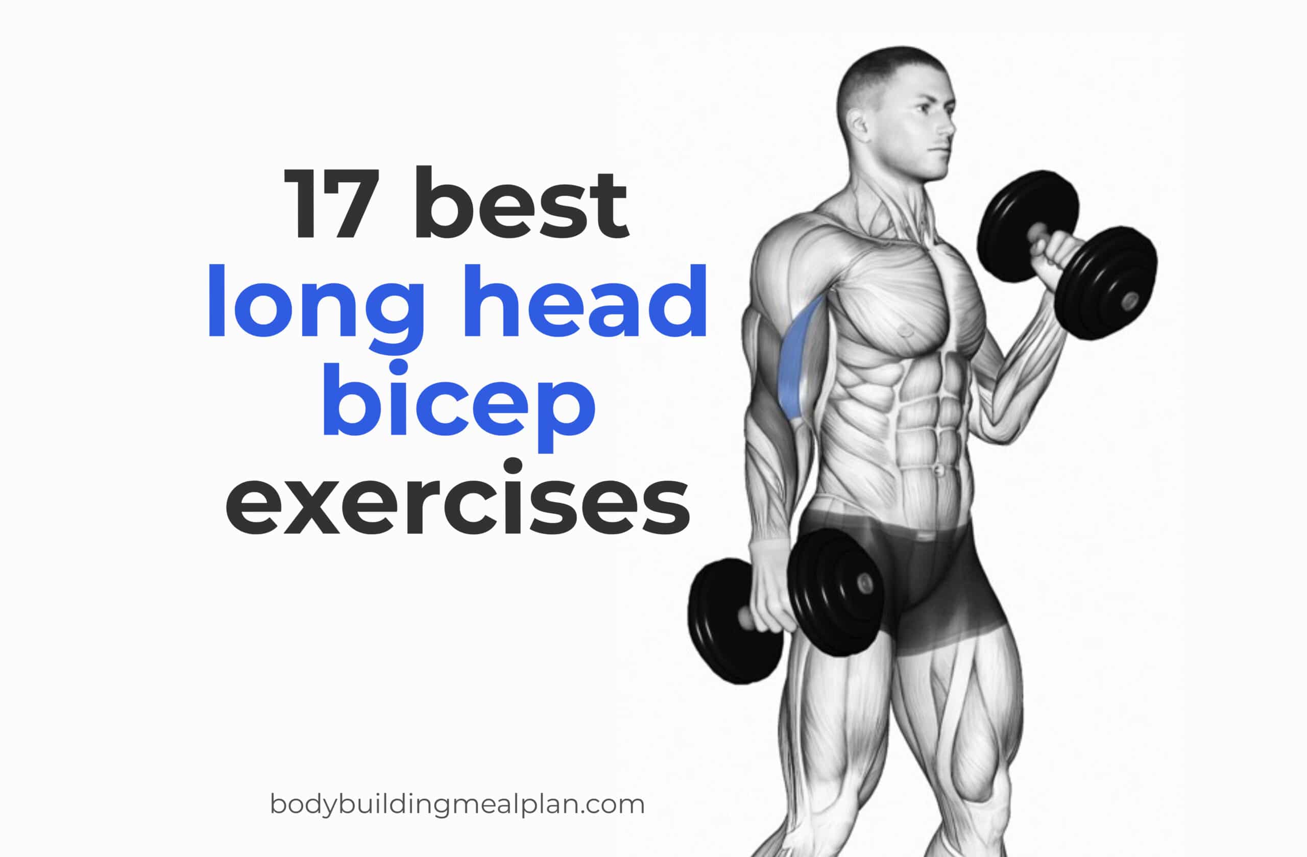17 Best Long Head Bicep Exercises