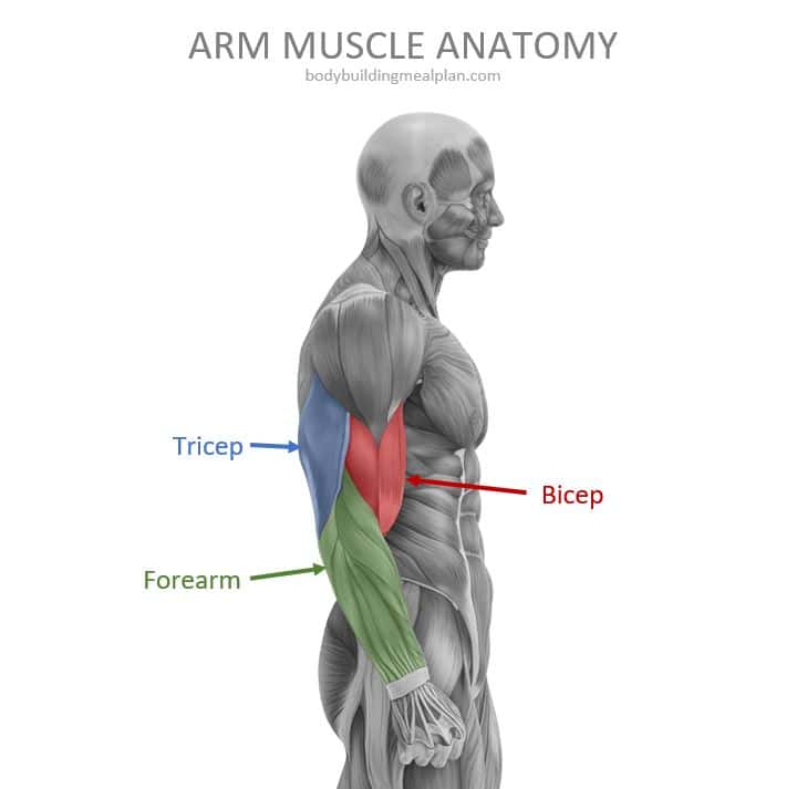 Arm Muscle Anatomy