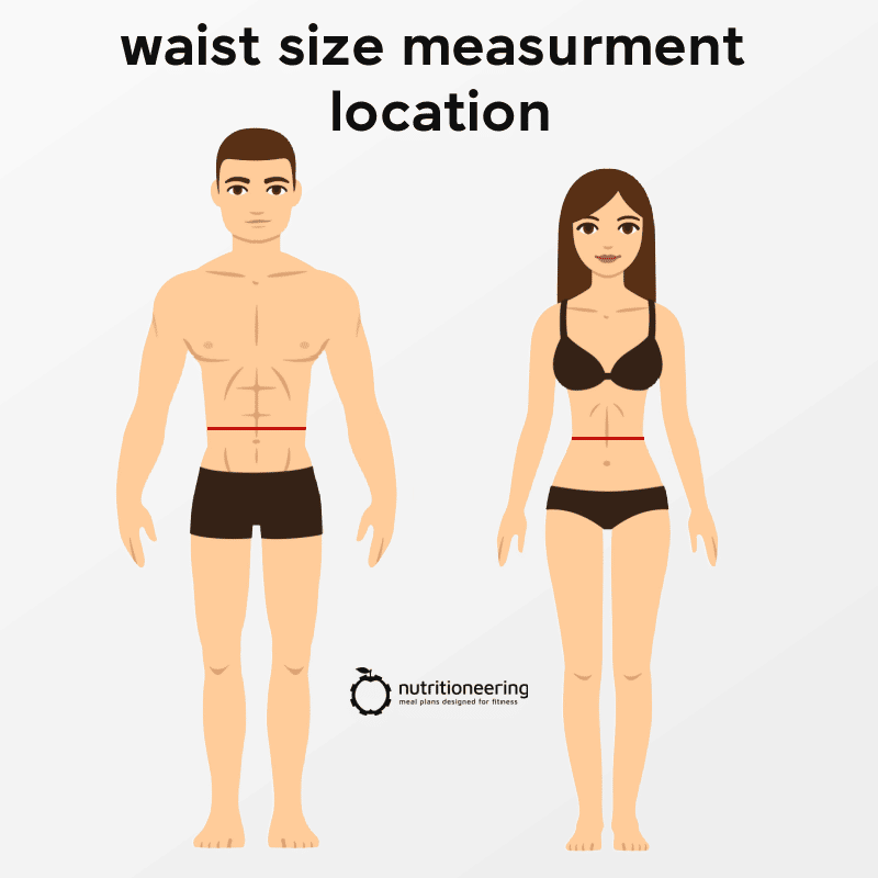 Average Waist Size Measurement