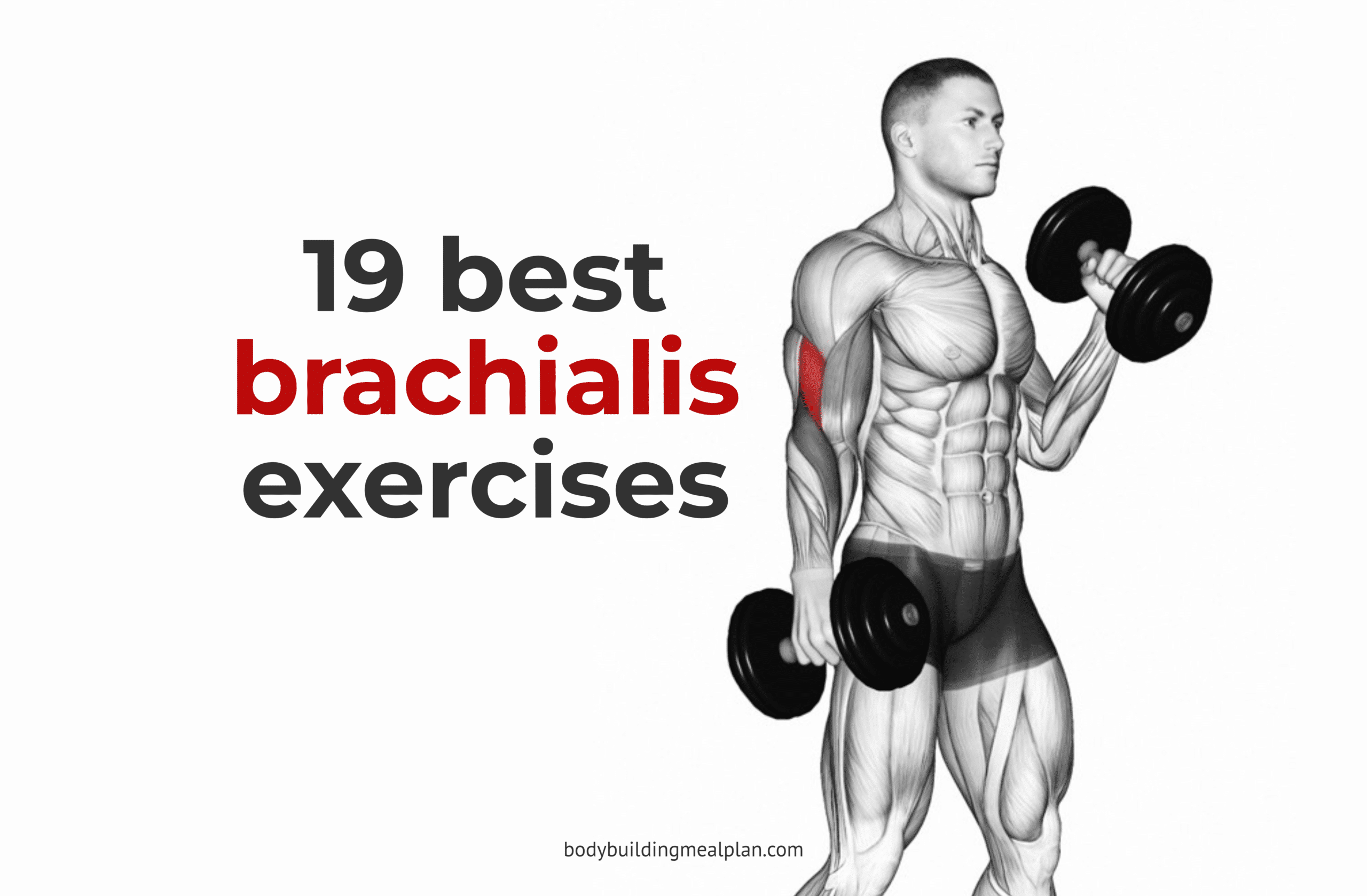 Brachialis Exercises