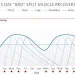 Bro Split Workout Muscle Recovery