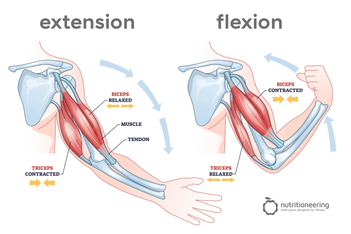 Flexion and Extension Example