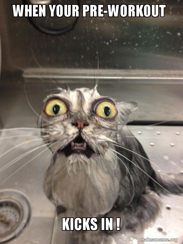 Cat Pre Workout Meme