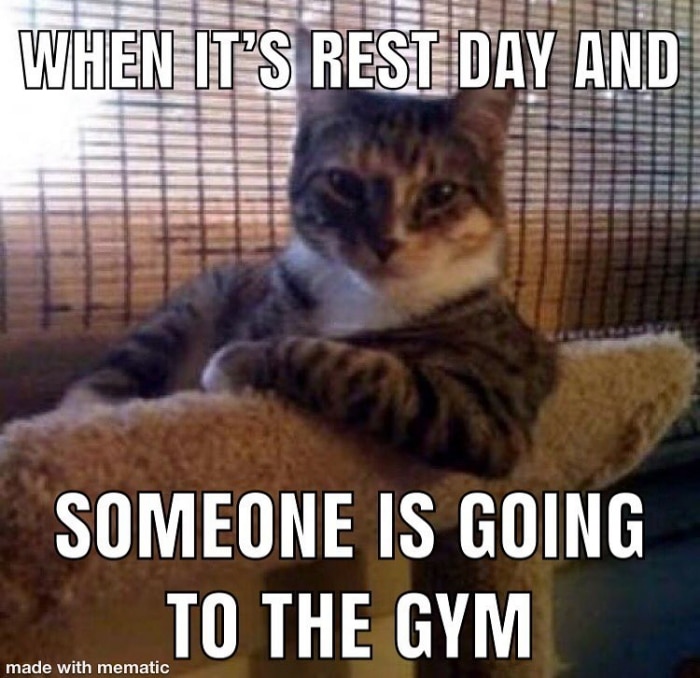 Cat Rest Day meme