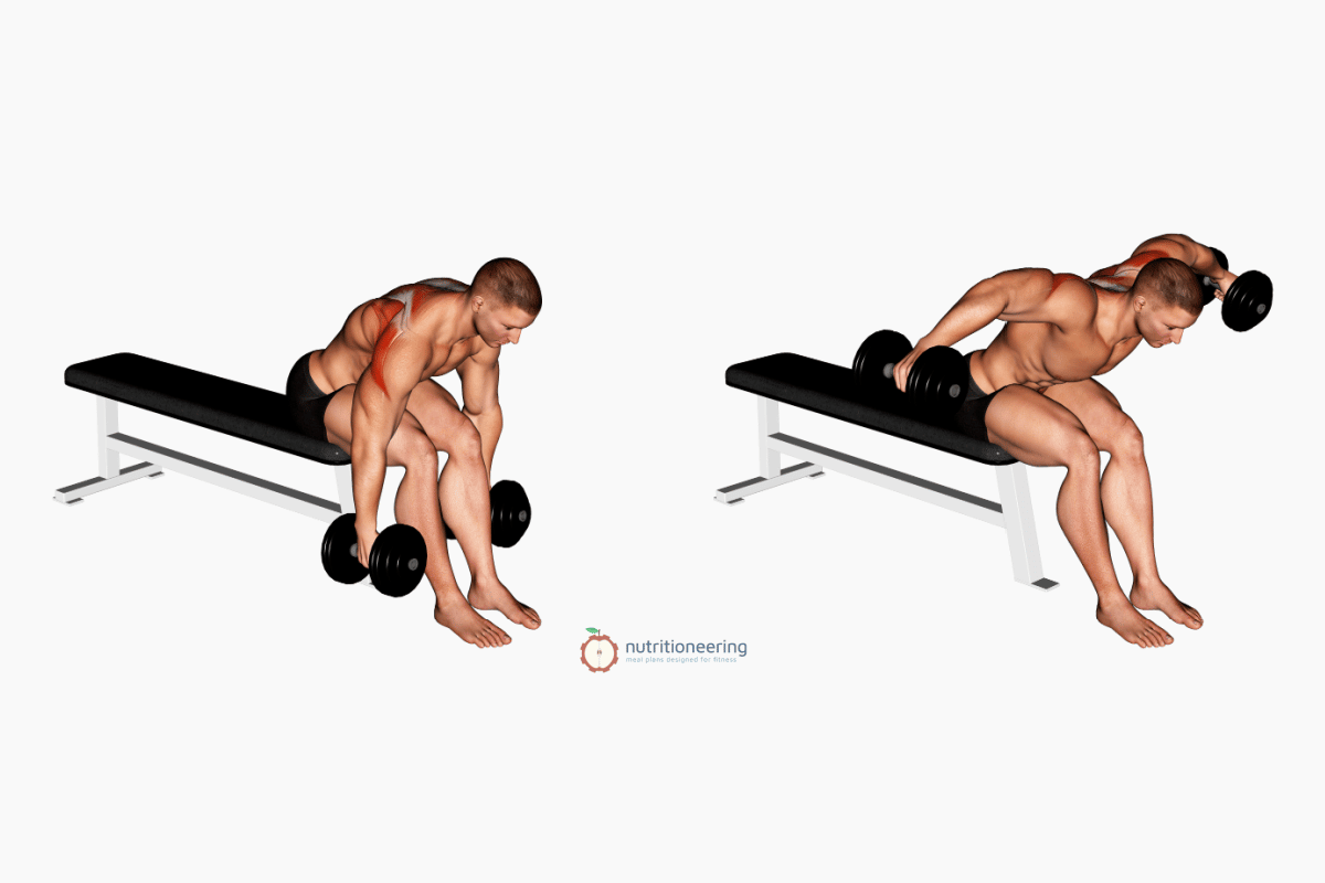 Dumbbell Trap Exercises Reverse Fly