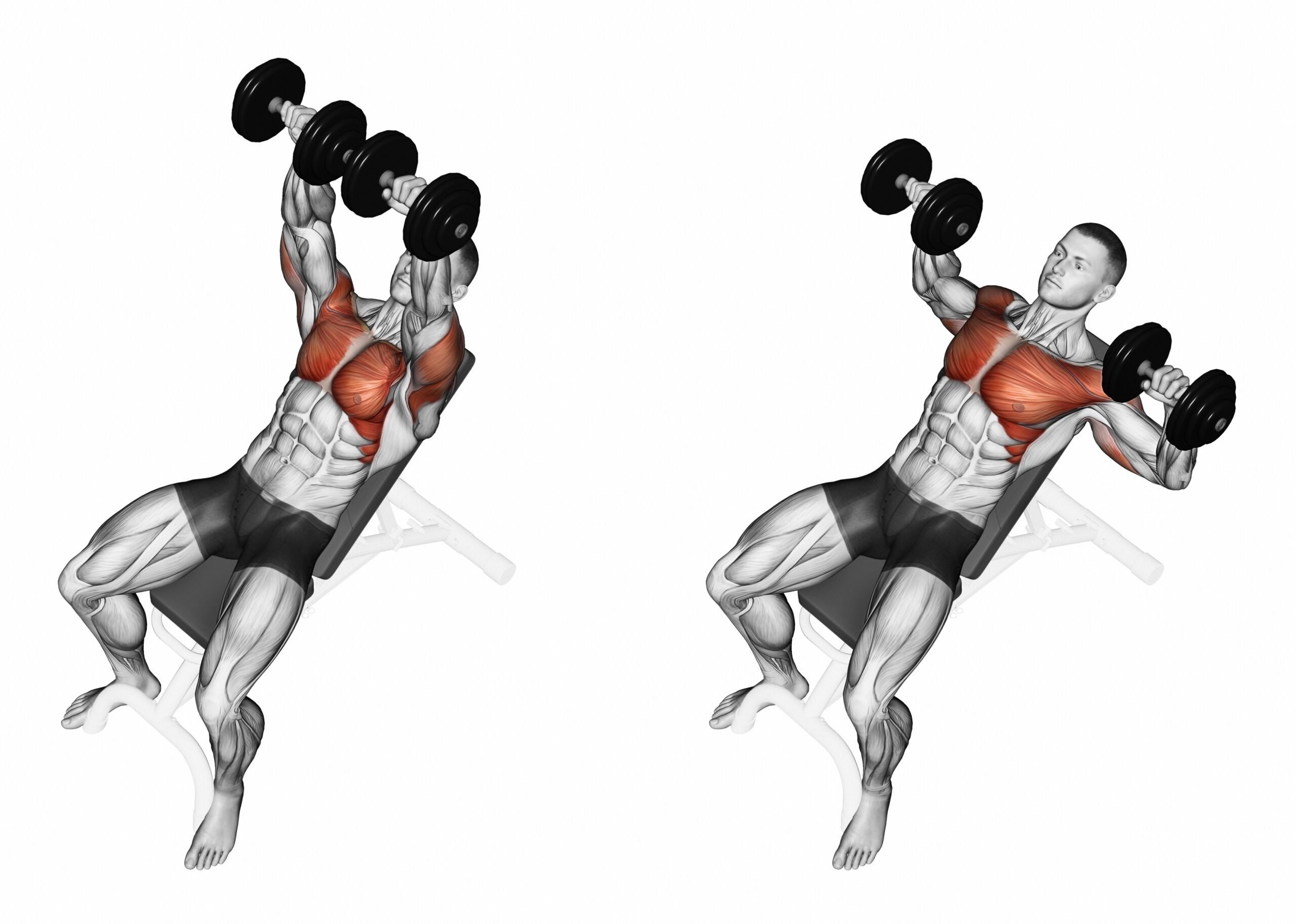 Incline Dumbbell Press For Adding Mass To Your Upper Chest