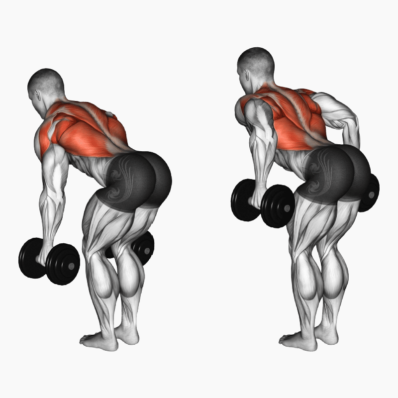 Dumbbell Back Exercises Bent Over Row