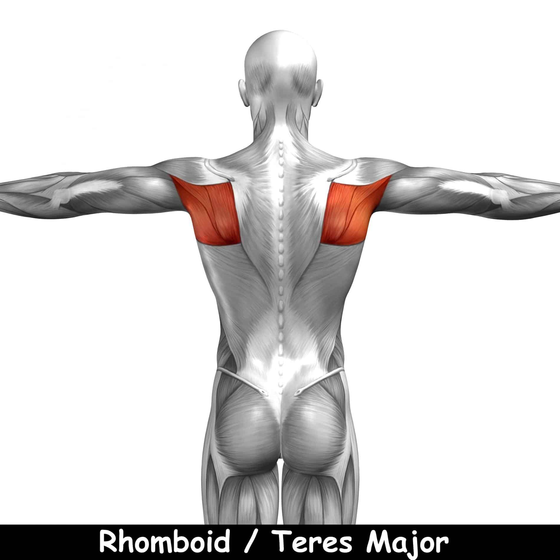 Bent Over Barbell Row Muscles Worked Rhomboid
