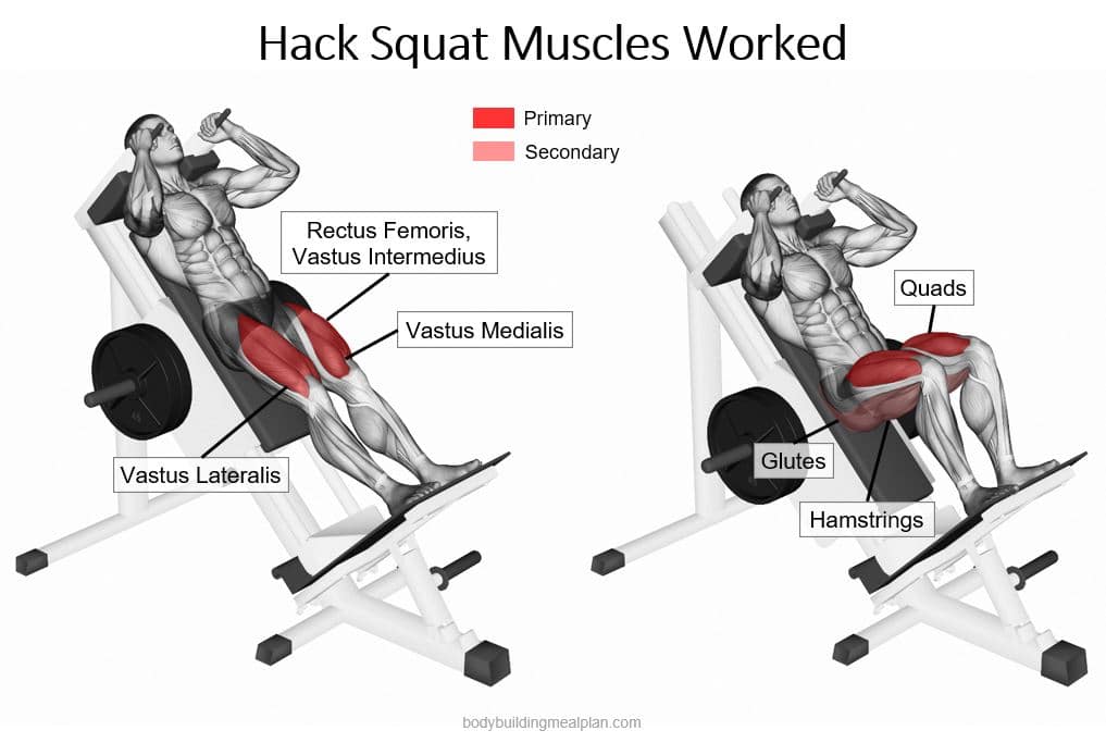 Hack Squat Muscles Worked