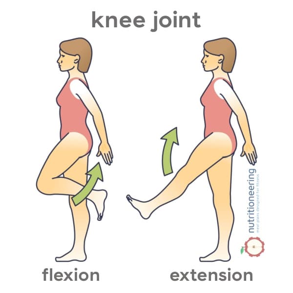 Knee Flexion and Extension
