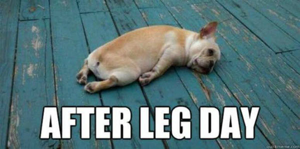Dog After Leg Day Meme