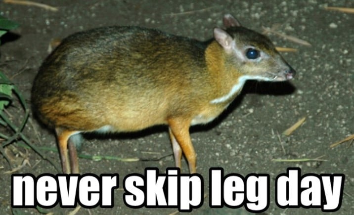 Leg Day Rodent Meme