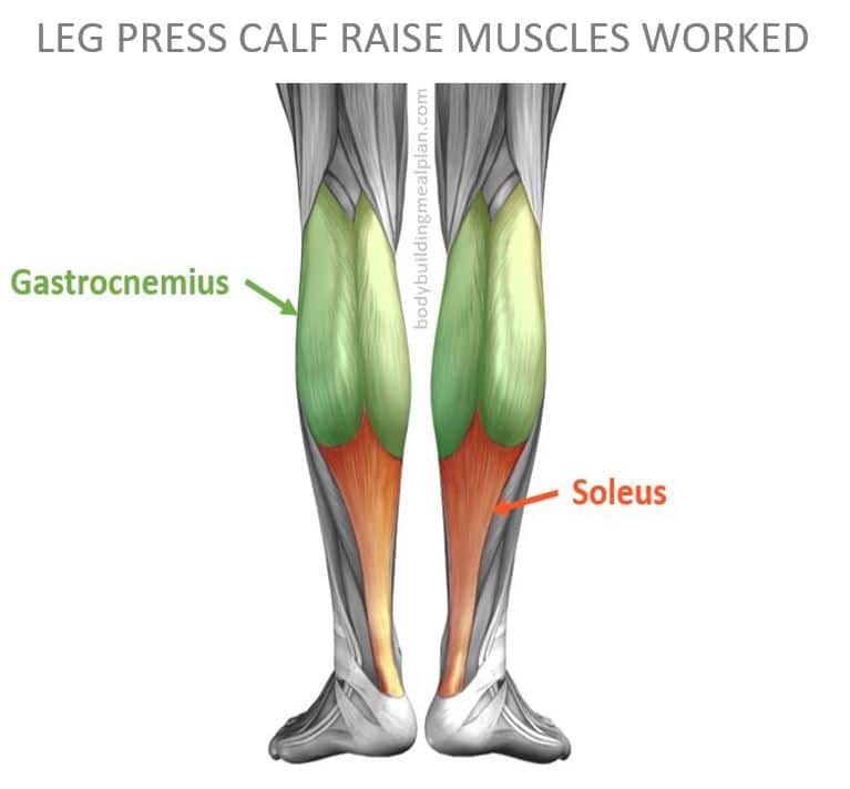 Leg Press Calf Raise Muscles Worked