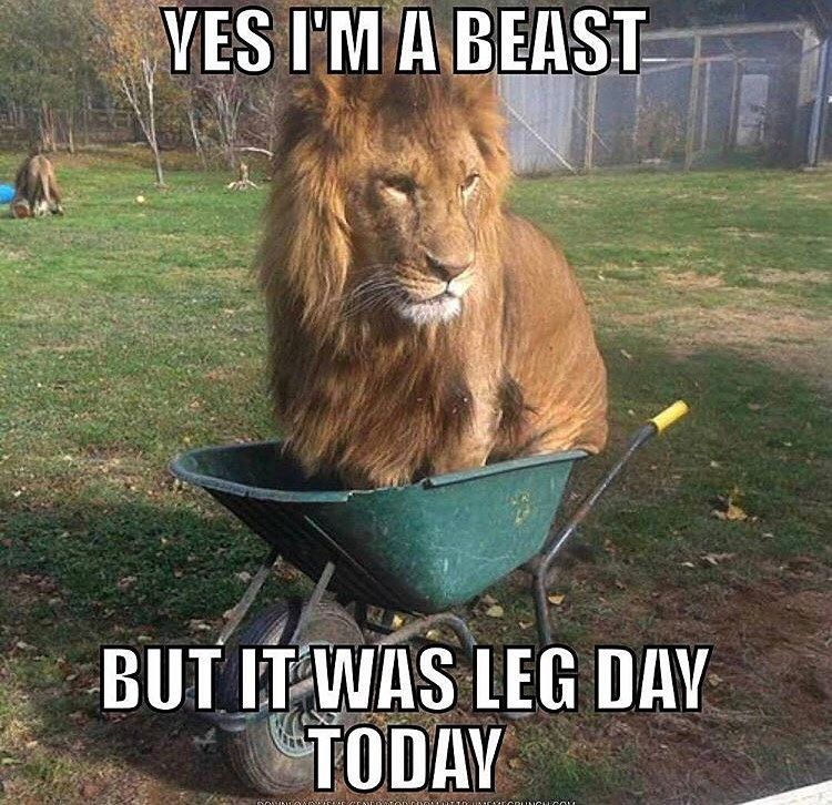 Lion Leg Day Meme