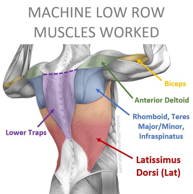 Machine Low Row Muscles Worked