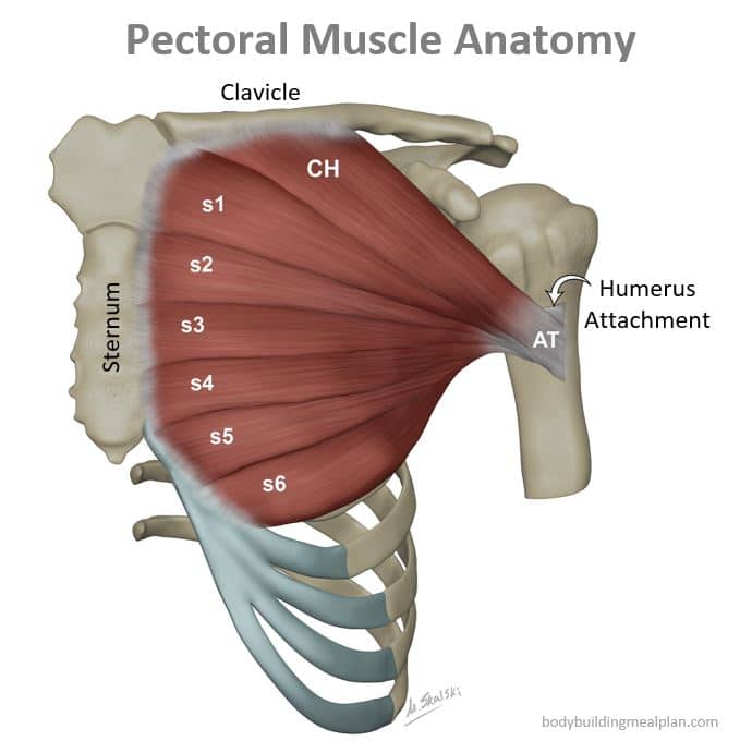 Pectoral Muscle Anatomy