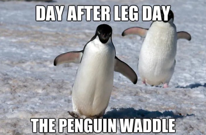 Penguin Leg Day Meme