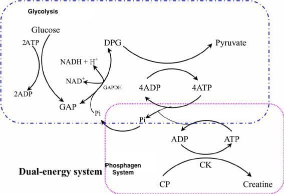 creatine energy system
