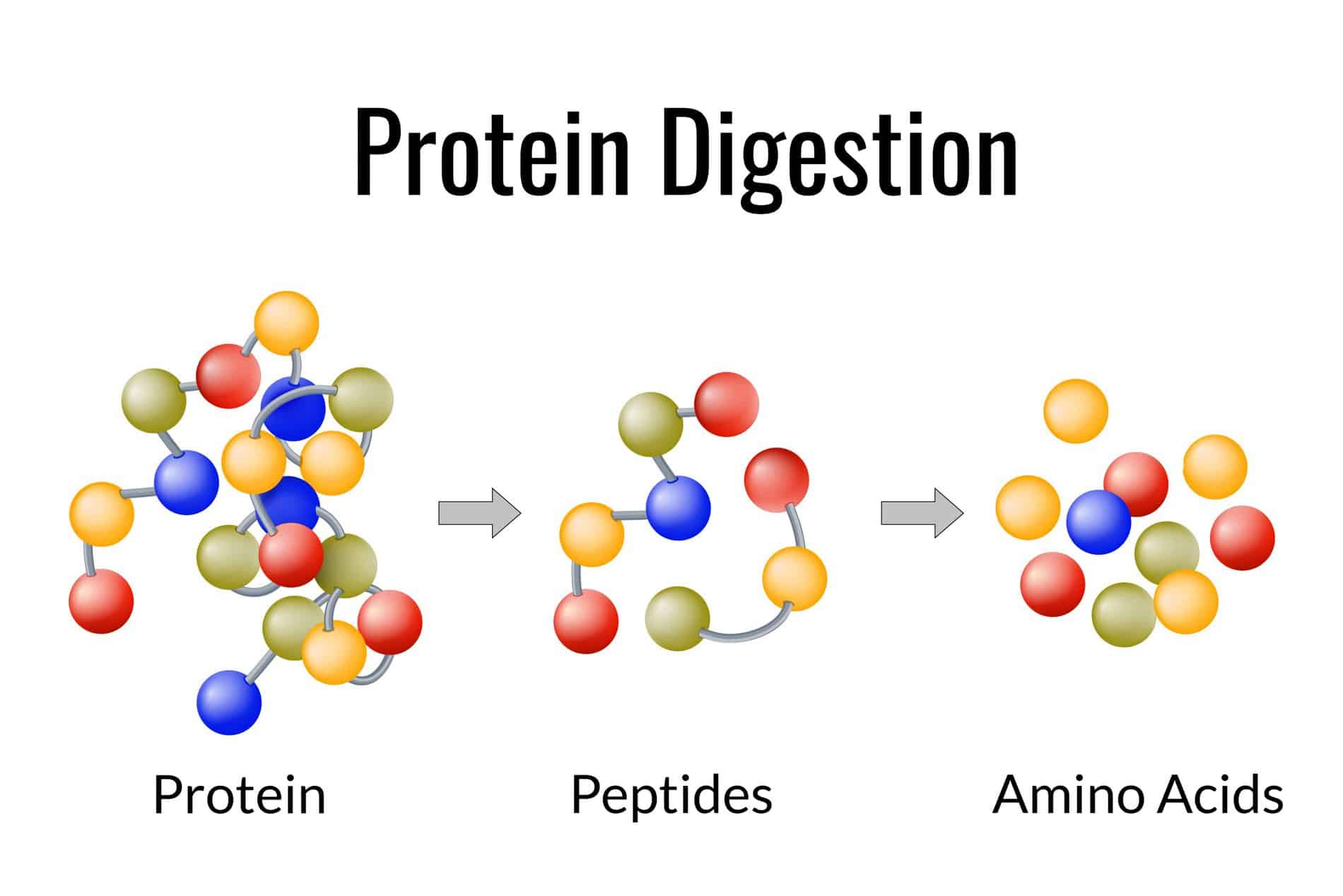 Protein Intake Calculator Diagram