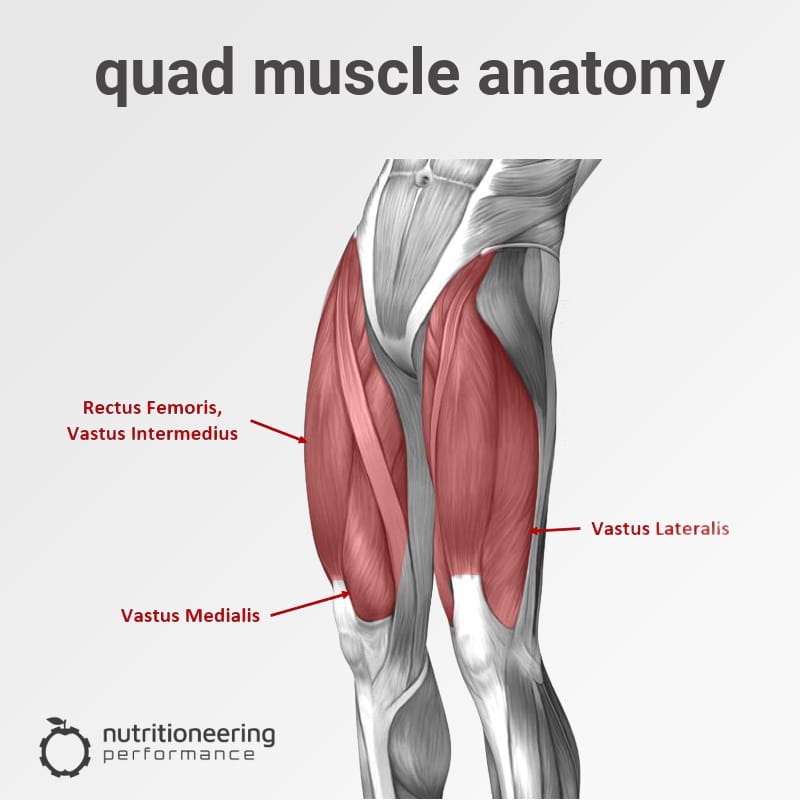 Quad Muscle Anatomy Quad Muscle Anatomy