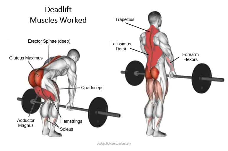Rack Pull Deadlift Muscles Worked