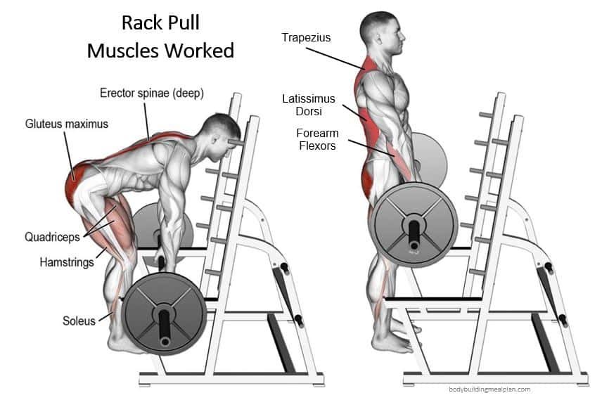 Muscles worked with a rack pull