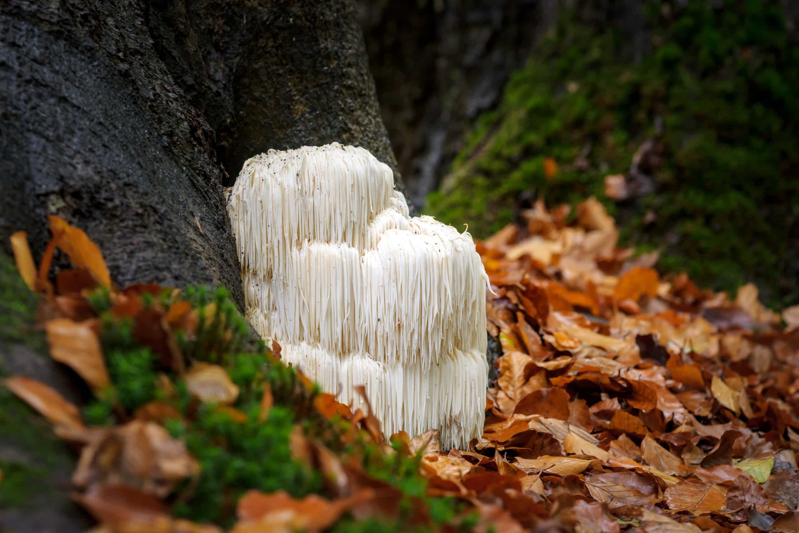 Real Mushrooms Lions Mane In Nature