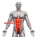 Rectus Abdominis Anatomy