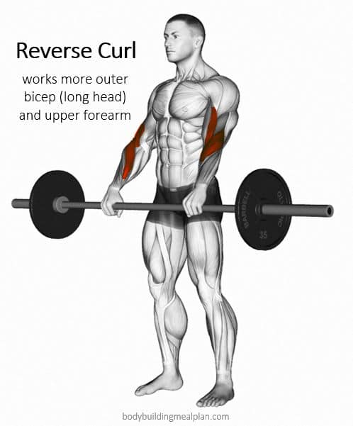 Outer Bicep Workout Reverse Curl