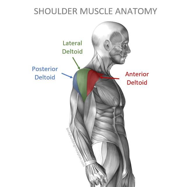 Shoulder Muscle Anatomy