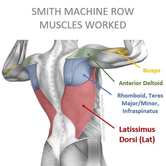 Smith Machine Row Muscles Worked