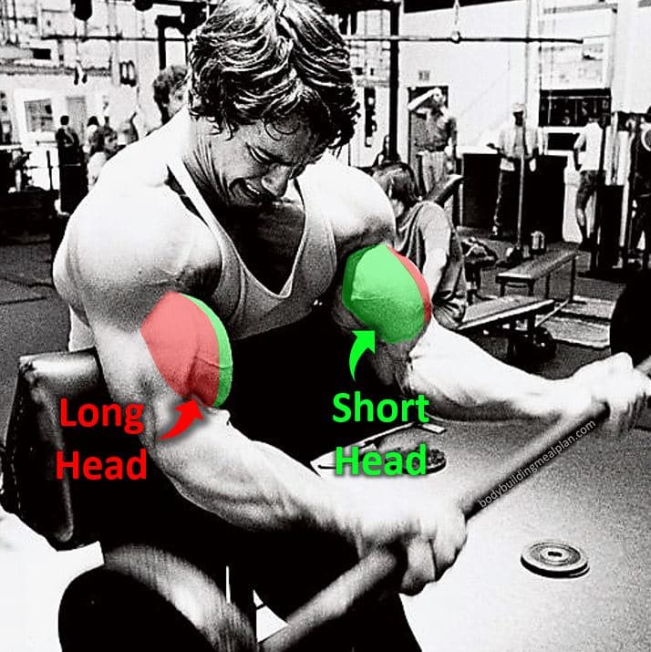 Short Head Bicep Exercises Arnold