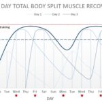 Total Body Split Muscle Recovery