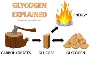 What Is Glycogen