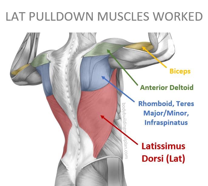 Muscles worked with lat pulldowns
