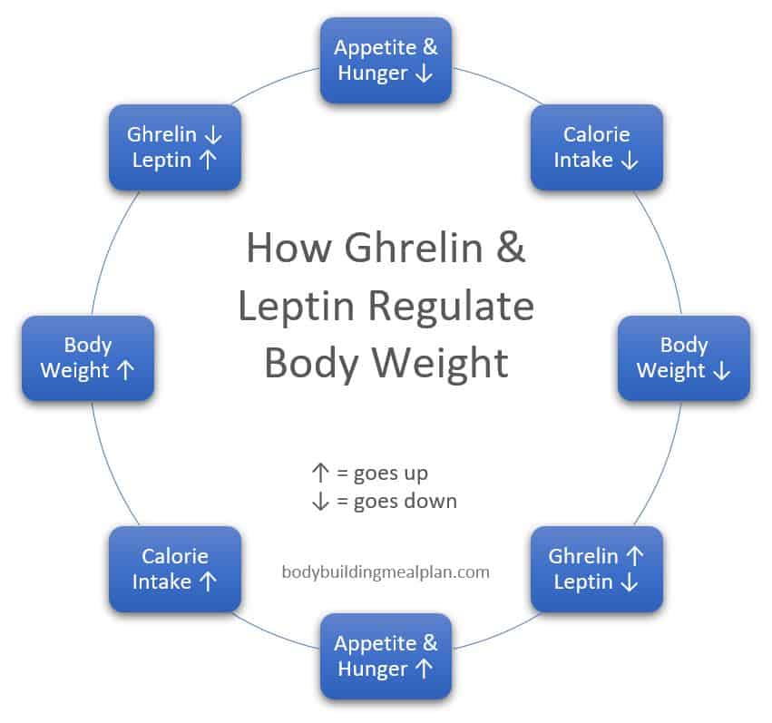 how ghrelin and leptin regulate body weight