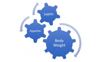 relationship of body weight leptin appetite