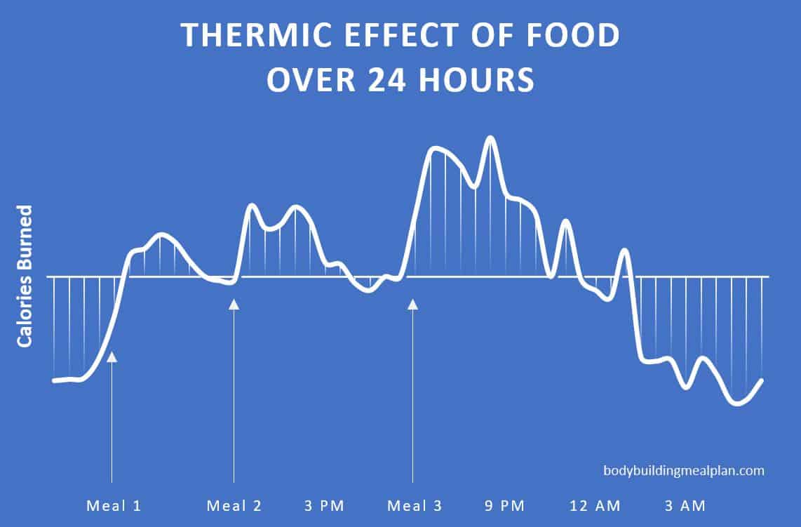 thermic effect of food over 24 hours